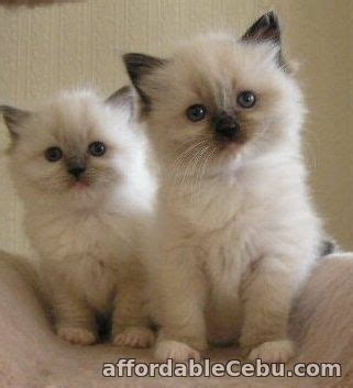 cat for sale cebu|Cats and dogs in Cebu philippines .